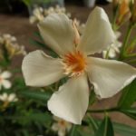 Hundsgiftgewächse (Apocynaceae)