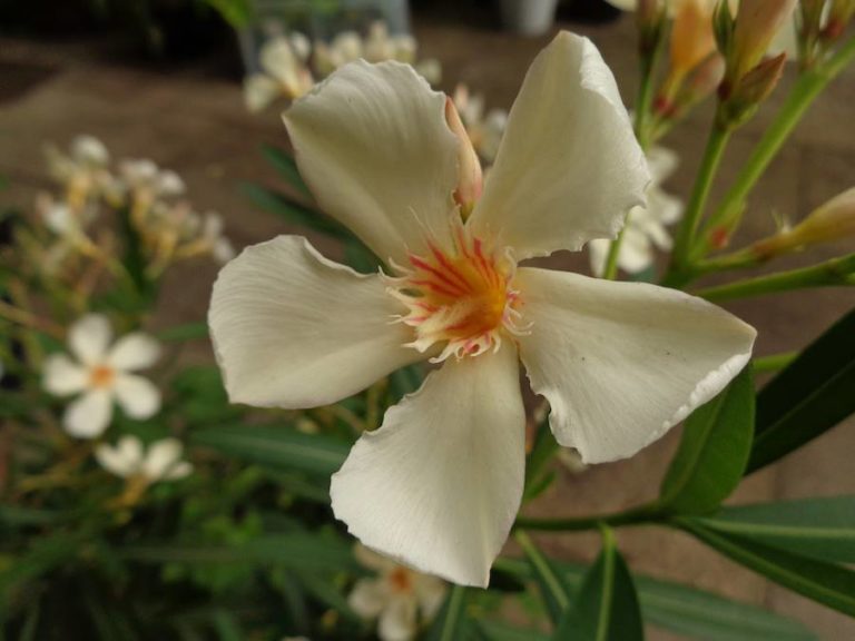Hundsgiftgewächse (Apocynaceae) 1 1010858 10200367347602454 1479015506 n