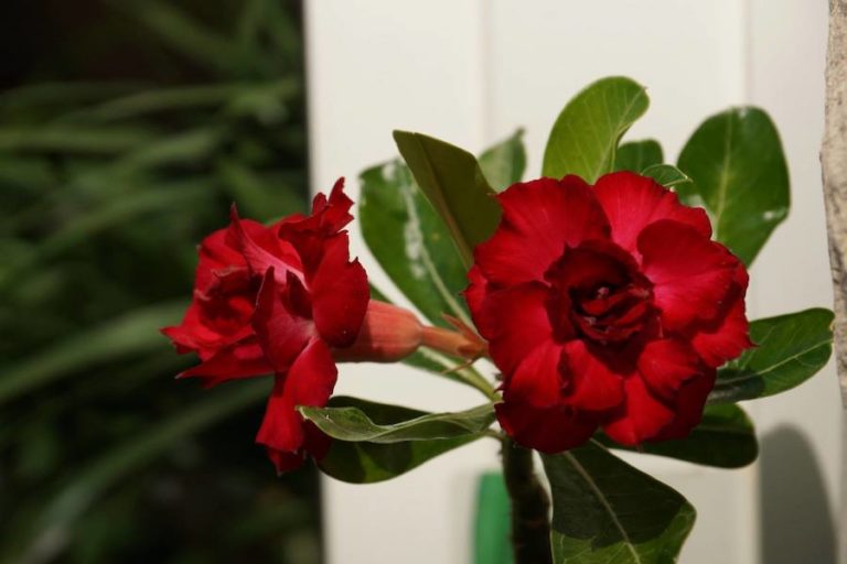 Über Plumerias, Wüstenrosen und andere Hundsgiftsgewächse 22 577808 10200541595358539 191439915 n