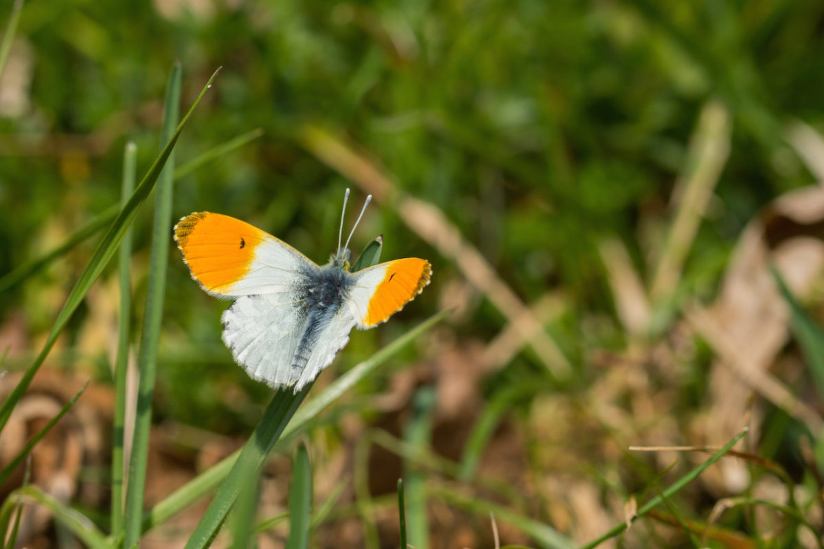Sie flattern wieder