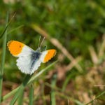 Sie flattern wieder