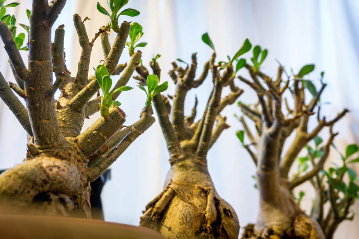 Wüstenrose (Adenium obesum) Frühjahrs fit machen 3 Wüstenrose (Adenium obesum) Frühjahrs fit machen