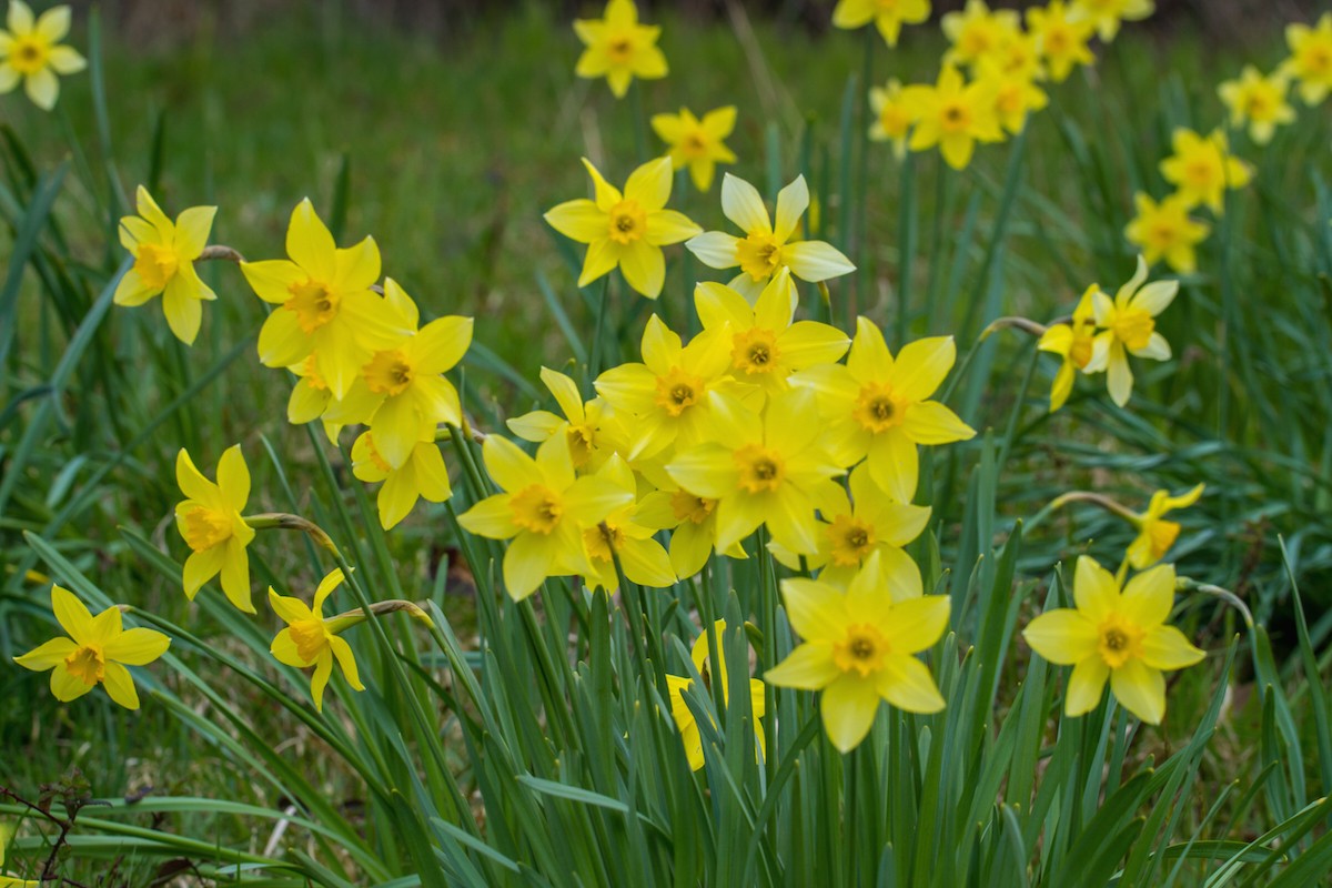 Der April macht an Ostern was er will 2 DSC07671