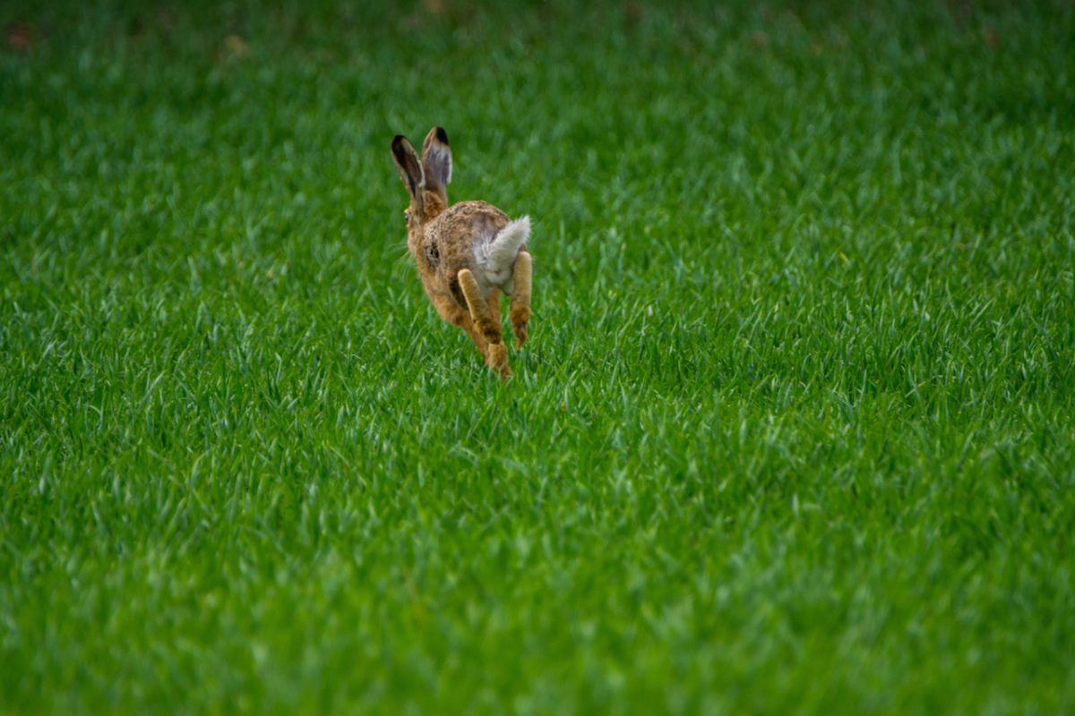 Gestern war wieder Wildlife angesagt