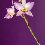 'Cattleya' ein Foto von 'skymountain'