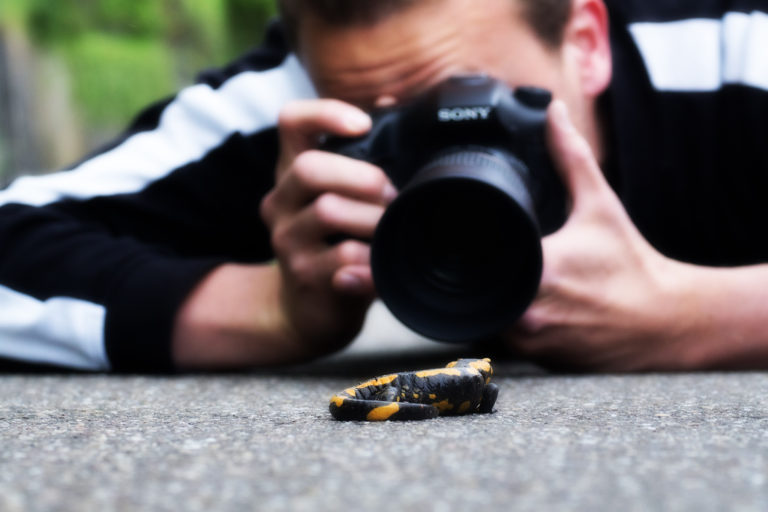 Isch salamander