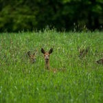 'Rehe im Gras' ein Foto von 'skymountain'