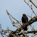 'Amsel' ein Foto von 'skymountain'