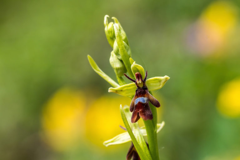 Fliegen-Ragwurz (Ophrys insectifera) 10 DSC00067