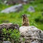 Alpenmurmeltier (Marmota marmota)