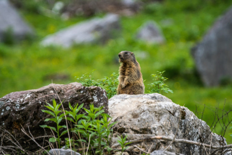 Alpenmurmeltier (Marmota marmota) 55 DSC00196
