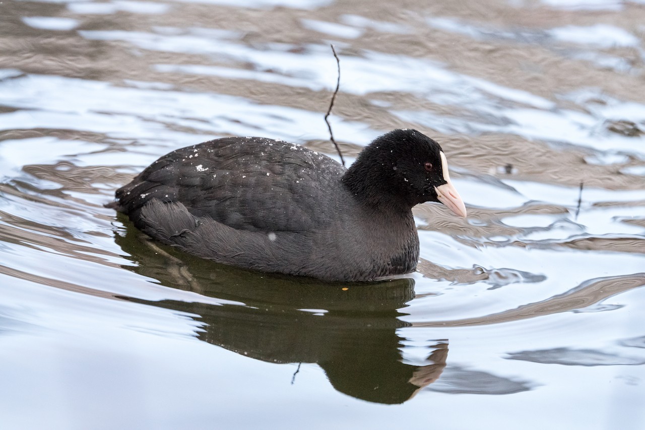 Sichtungen 10.02.2016, Max-Eyth-See 10 DSC04007