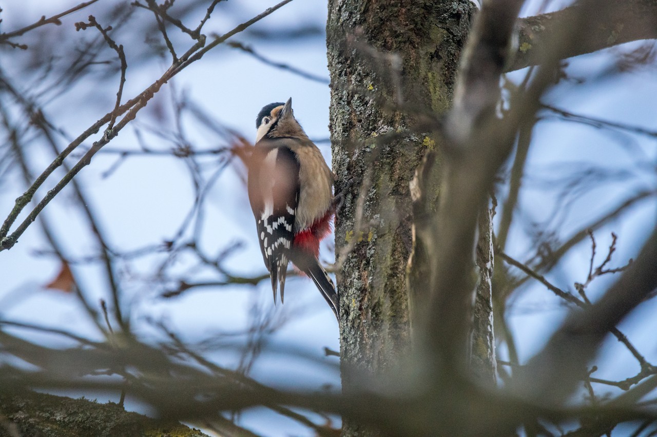 Sichtungen 10.02.2016, Max-Eyth-See 13 DSC04391