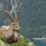 Alpensteinbock ruht auf einer Wiese über dem Achensee in Tirol