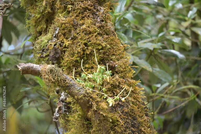 Costa Rica in Bildern: Nebelwald, tropische Pflanzen und Tierwelt 1 Costa Rica in Bildern: Nebelwald, tropische Pflanzen und Tierwelt