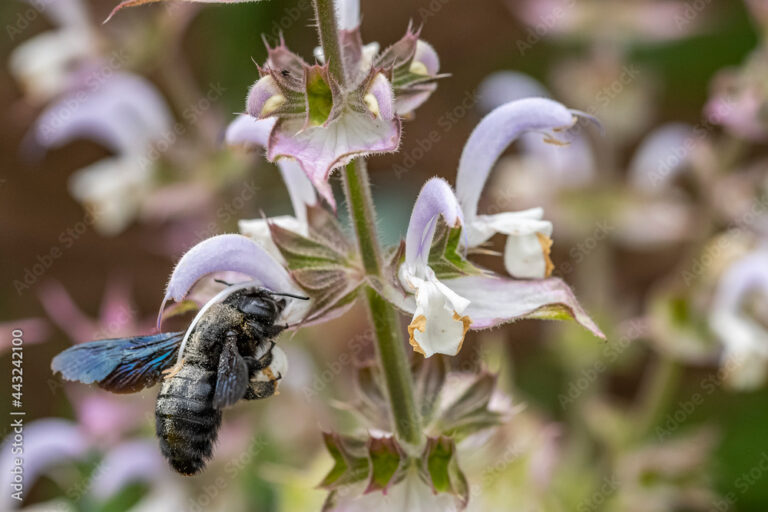 Blaue Holzbiene: Faszinierender Bestäuber im Garten