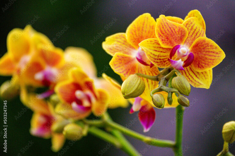 Orchideen in Nahaufnahme: Farben, Formen und feine Strukturen 1 Purpurfarbene Orchideenblüte in Nahaufnahme