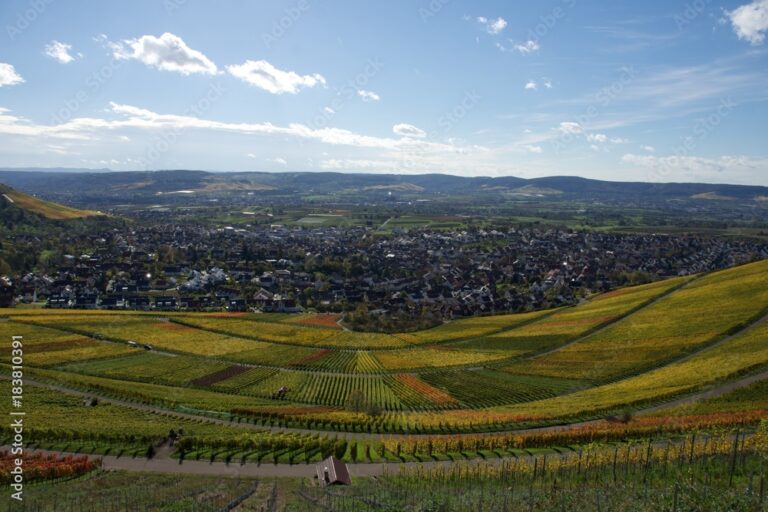 Weinberge im Herbst: Goldene Wege, Trauben und weite Landschaft